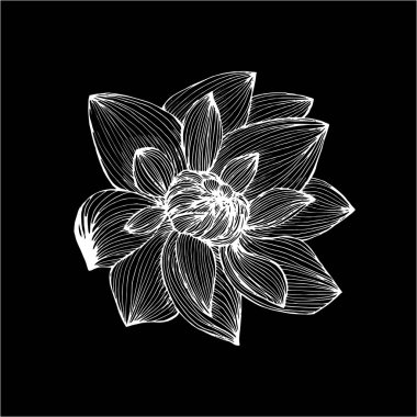 Lotus Illustration tarafından yapılan FreeHand hatları. Dövme fikri. Tahta üzerinde tebeşir.