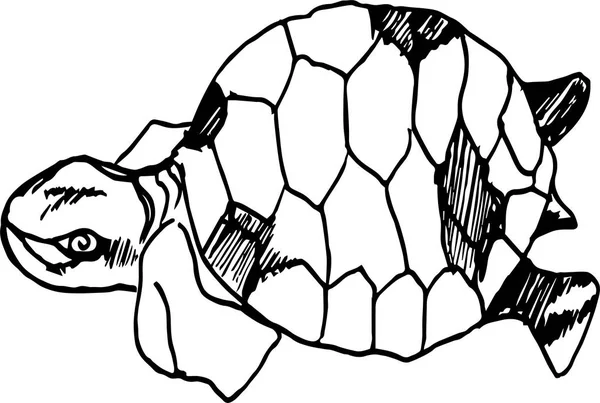 Ilustración en blanco y negro de una tortuga psicodélica . — Vector de stock