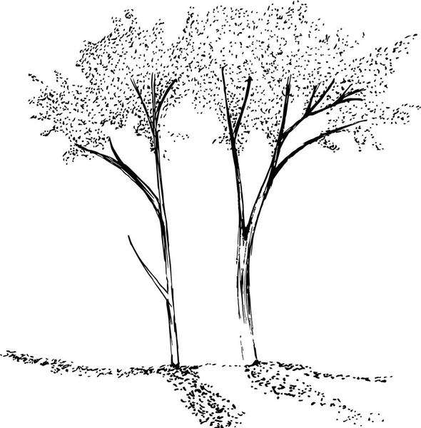 Illustration en blanc noir des branches d'arbres. Le jeu de la lumière et de l'ombre . — Image vectorielle