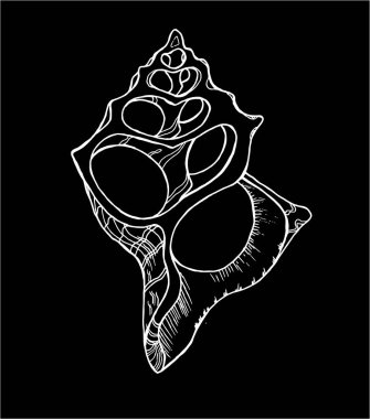 Bir bölümdeki fraktal kabuğun siyah beyaz çizimi. Tahtadaki tebeşir.