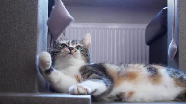 Красивая Кошка Лежит Играет Стоковый Видеоролик