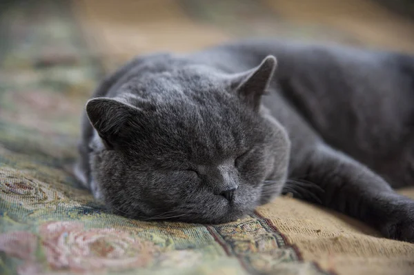 Hermoso Británico Gato Mentiras — Foto de Stock