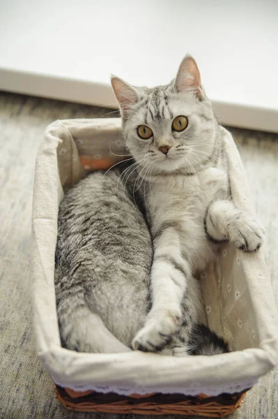 Beautiful British Cat Lies — Stock Photo, Image