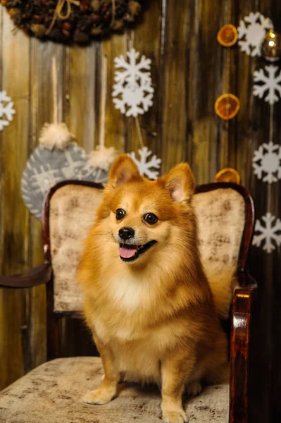 Hond Studio Voor Het Nieuwe Jaar — Stockfoto