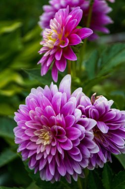 çok güzel mor çiçek tomurcuk