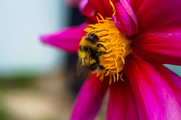 Bumblebee Sentado Uma Flor — Fotografia de Stock