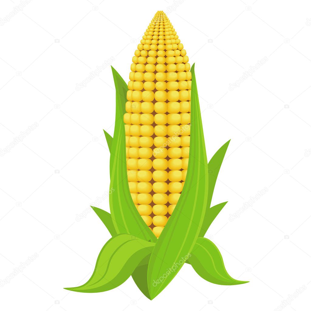 Corn on the cob, vector illustration. Corn on white isolated background.