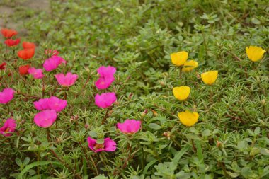 Güzel çiçek tarhı. Farklı renklerde küçük çiçekler dikim.