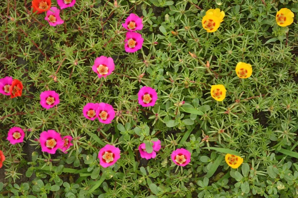 Mooie bloem bed. Planten van kleine bloemen van verschillende kleuren. — Stockfoto