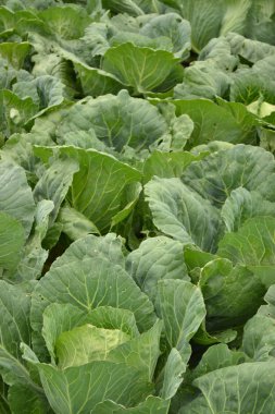 Bahçede bir sürü lahana kafası var. Rustik sebzeler.