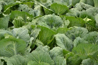 Bahçede bir sürü lahana kafası var. Rustik sebzeler.