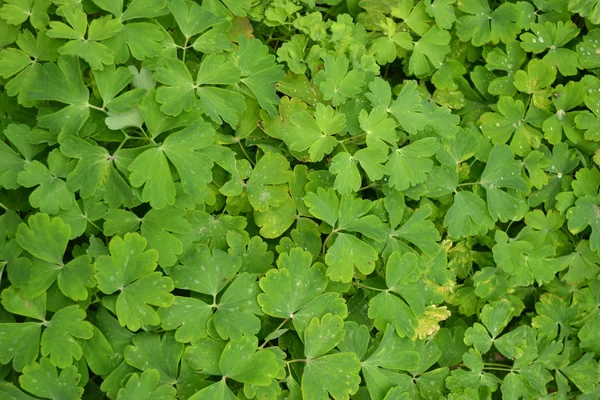 Fondo verde natural de hojas pequeñas . —  Fotos de Stock