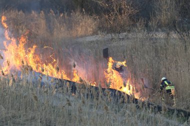 İtfaiyeciler bir orman yangını savaş. Duman alan ve itfaiyeci söndürülmesi güç ateş sonra. Yangın. çam ormanı duman ve alevler içinde yanan orman yangını.