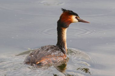 Büyük gölde yüzmeye bahri ördek tepeli. Ukrayna.