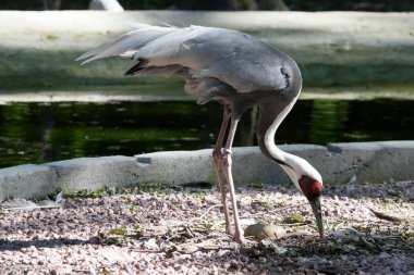 Beyaz enseli vinç gözün çevresinde bir Zoo.Red işaretler bir kırmızı taç vinç.