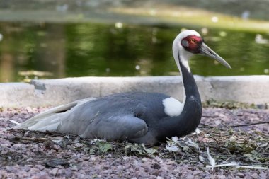 Beyaz enseli vinç gözün çevresinde bir Zoo.Red işaretler bir kırmızı taç vinç.