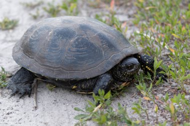 Kaplumbağa. Kaplumbağa yerde yürür. Avrupa Su birikintisi kaplumbağa.