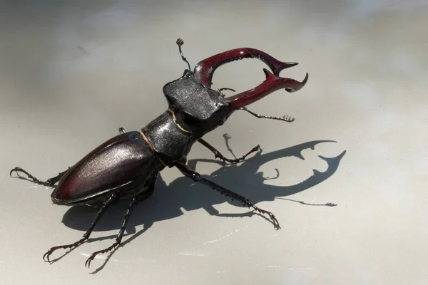 Dobnia Jelenia Jest Rzadko Mieszkańca Lasów Dębowych Stag Beetle Las — Zdjęcie stockowe