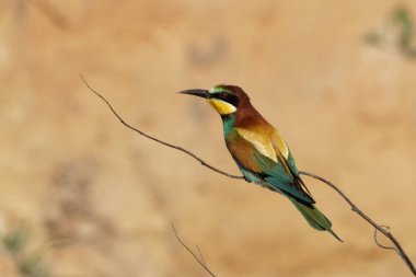 Avrupa arı kuşugiller kusursuz bir görünüm ile son derece renkli bir kuştur. Kuş tüyü ıslahı, sırtında altın içine bir zengin kestane taç vardır.  