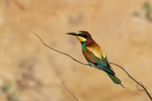 Abejero Europeo Pájaro Increíblemente Colorido Con Aspecto Inconfundible Plumaje Cría — Foto de Stock