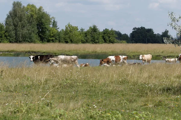 Landscape Herd Cows Coast Lake — Stock Photo, Image