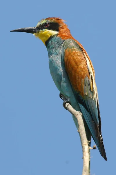 Abejero Europeo Sentado Una Rama Seca Diseño Natural Pájaro Increíblemente — Foto de Stock