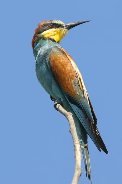 Abejero Europeo Sentado Una Rama Seca Diseño Natural Pájaro Increíblemente — Foto de Stock
