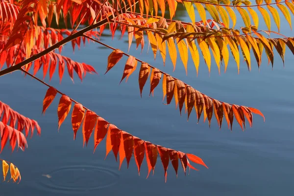 Czerwony Żółty Autumn Odchodzi Tle Niebieski Wody Czerwony Żółty Jesienią — Zdjęcie stockowe