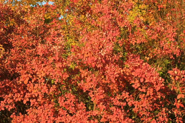 Kolorowa Jesień Jasny Czerwony Liście Jesienią Słoneczny Dzień — Zdjęcie stockowe