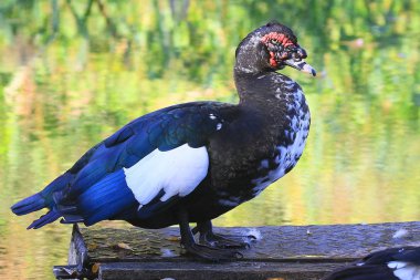 Köprünün parlak bir yeşil bulanık arka plan üzerinde renkli bir tam uzunlukta ördek duruyor.