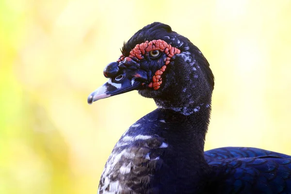 Retrato Belo Pato Preto Vermelho Fundo Embaçado Brilhante — Fotografia de Stock