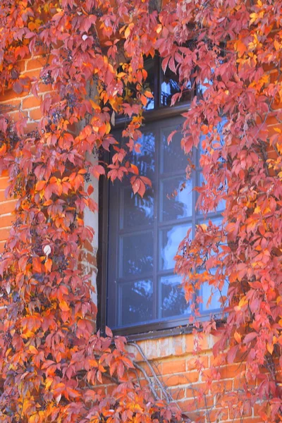 Reflection Niebieski Niebo Oknie Murowany Dom Splecione Czerwone Żółte Liście — Zdjęcie stockowe