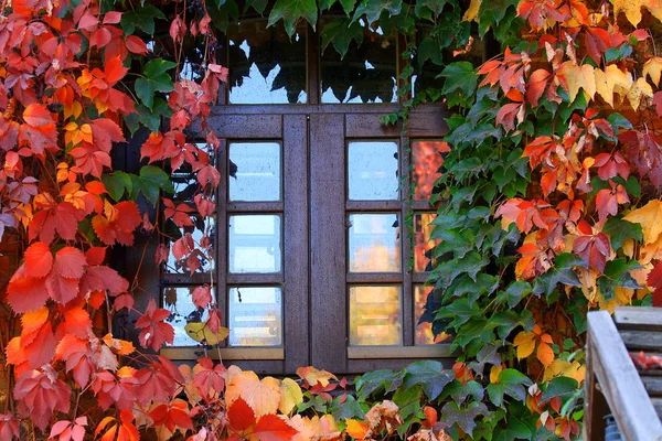 Reflection Niebieski Niebo Oknie Murowany Dom Splecione Zielone Czerwone Żółte — Zdjęcie stockowe