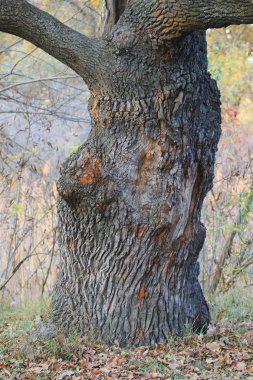 Güzel görkemli yaşlı meşe ağacının - büyük bir çevresi ve şehir parkı yeşil çim ve düşen yapraklar'ın bahçesinde dev ağır şubeleri ile büyülü bir çok antik meşe. Meşe ağaç gövdesi bir sonbahar ormandaki bir görünümünü.