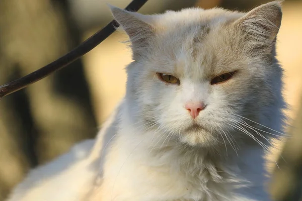 Şirin Bir Bej Kedi Portresi Arka Plan Bulanık Güneşli Bir — Stok fotoğraf