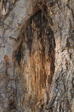 Yakın çekim yaşlı meşe ağacının. Kahverengi ağaç kabuğu doku kaba. bir ağaç gövdesi, arka plan doku kabuğu.