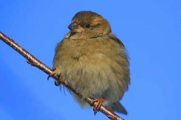 Colorful Sparrow Sits Thin Branch Looks Photographer Bright Blue Sky — Stock Photo, Image