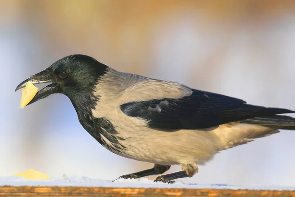 Grijze Kraai Houdt Een Stuk Kaas Zijn Bek Witte Sneeuw — Stockfoto