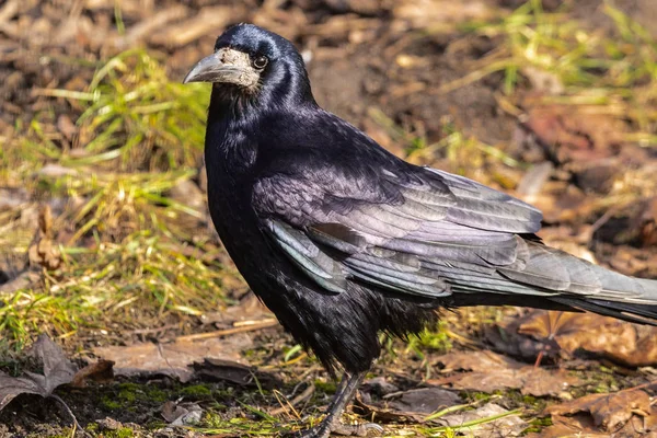 Pájaro Torre Negra Con Pico Abierto Levanta Sobre Hierba Verde —  Fotos de Stock