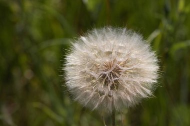 Bir olgun beyaz karahindiba doğal yaşam alanı içinde. Bahar, karahindiba kabartmak. Yakın çekim.