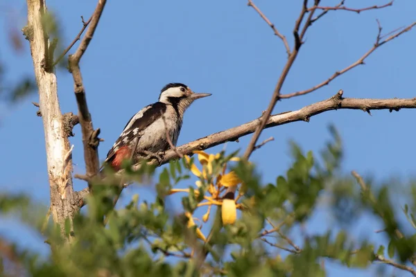 Gran Pájaro Carpintero Moteado Está Sentado Una Rama Gruesa Buscando —  Fotos de Stock