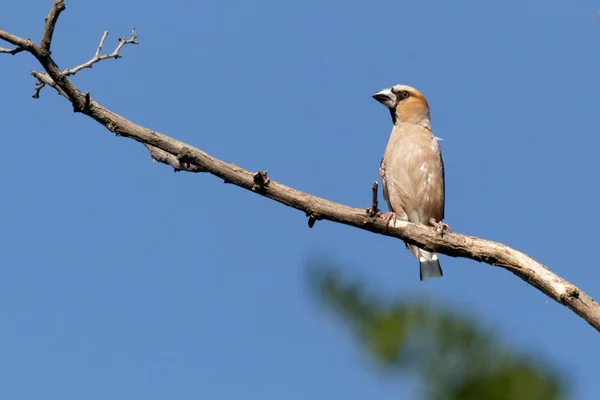 Hawfinch Manlig Fågeln Sitter Torr Gren Mot Klarblå Himmel Huvudet — Stockfoto