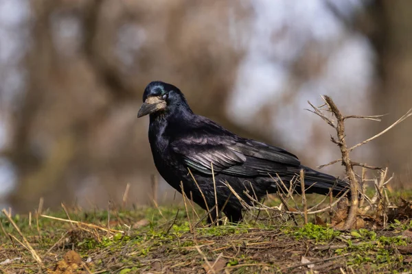 Pájaro Torre Negra Con Pico Abierto Levanta Sobre Hierba Verde —  Fotos de Stock
