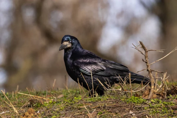 Zwarte Toren Vogel Met Open Bek Bevindt Zich Het Groene — Stockfoto