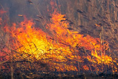 Baharda, orman yangını itfaiye kavga ediyorlar. Gündüzleri orman yangını söndürmek çalışıyorlar. Duman ve orman massif yanan ateşi.