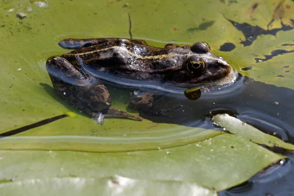 茶色のカエルは 夏の晴れた日に水の端で湿地植物の大規模な緑の葉の端に座っています クローズ アップ — ストック写真