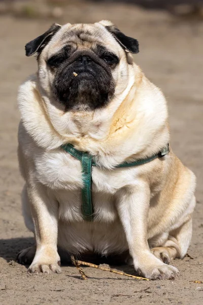 Pequeno Cão Bege Bonito Pug Caminha Passeio Areia Leve Olha — Fotografia de Stock