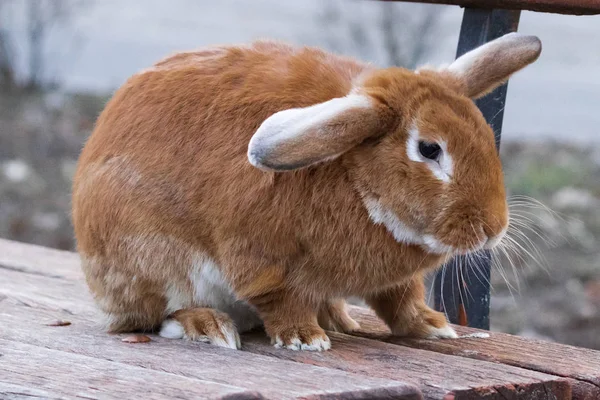 一只红头发 蓬松的家养兔子坐在城市街道上的木长凳上 — 图库照片
