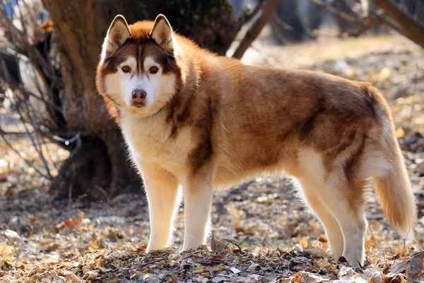 Cão Bonito Husky Fica Folhagem Ano Passado Parque Uma Caminhada — Fotografia de Stock