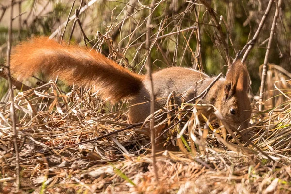 明るいふわふわの尾を持つ赤いリスが落ち葉の上を走ります クローズ アップ 野生動物の背景 — ストック写真